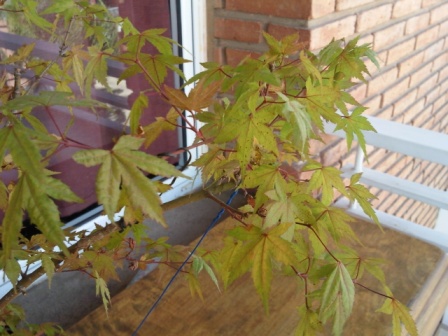 [Foto de planta, jardin, jardineria]