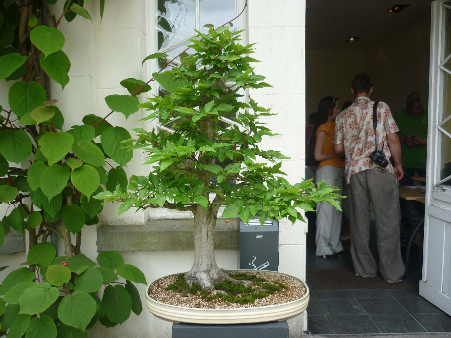 [Foto de planta, jardin, jardineria]