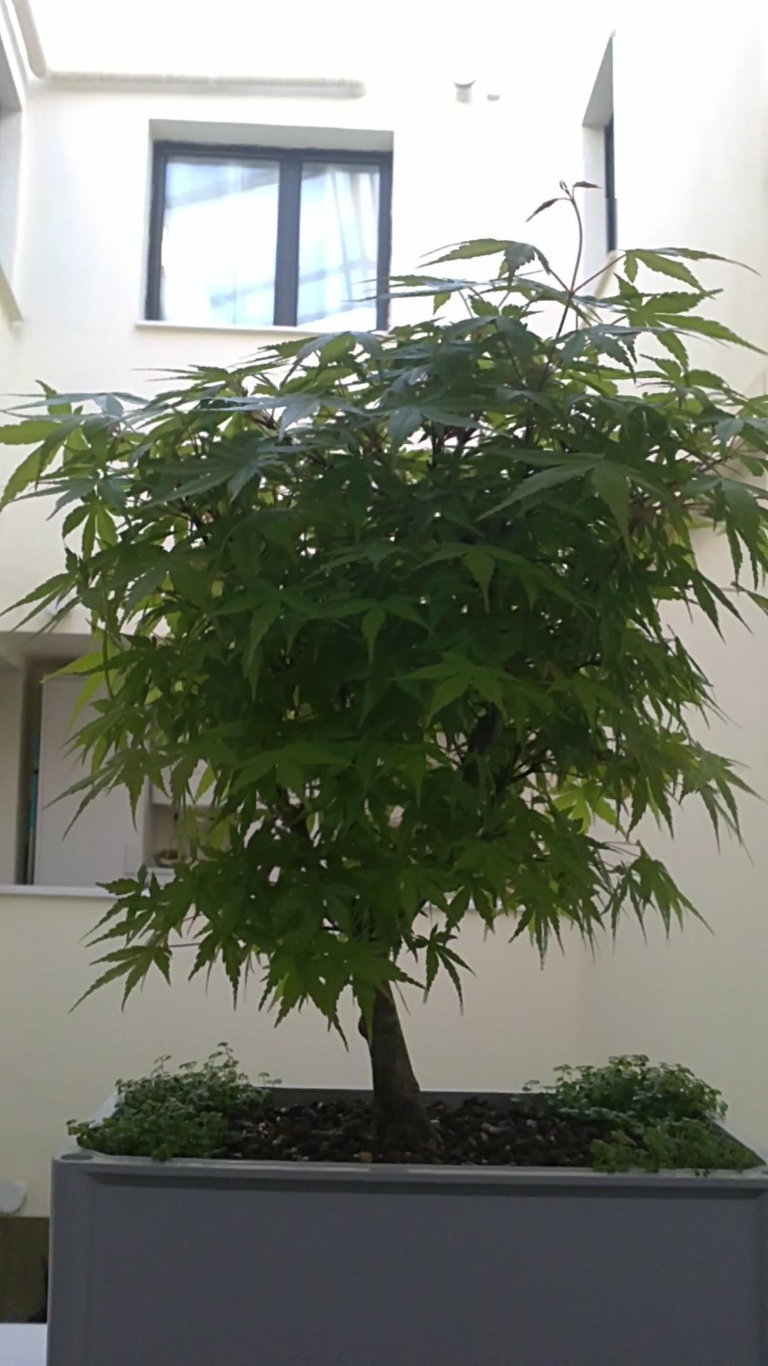 [Foto de planta, jardin, jardineria]