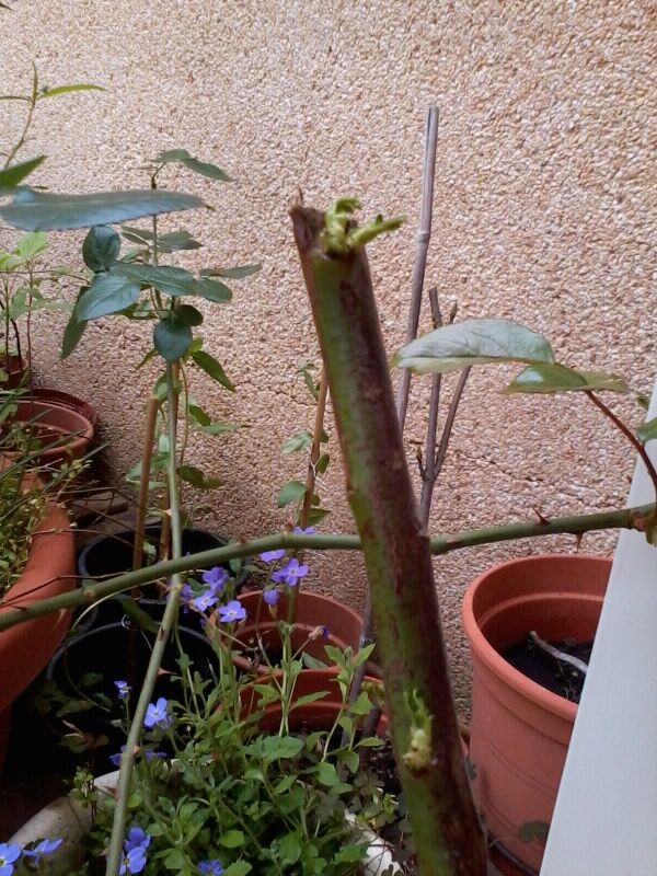 [Foto de planta, jardin, jardineria]