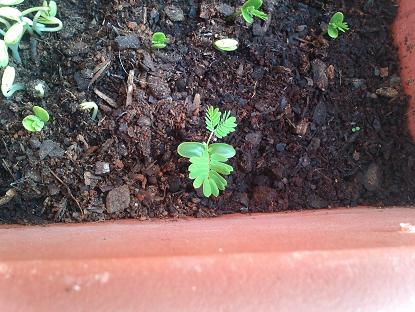 [Foto de planta, jardin, jardineria]