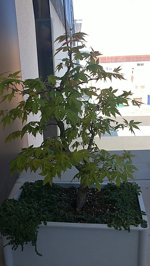 [Foto de planta, jardin, jardineria]