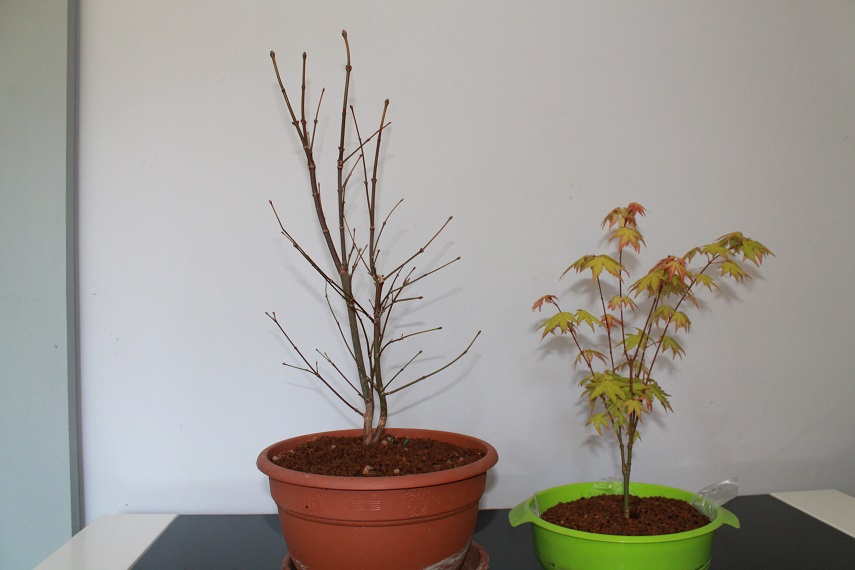 [Foto de planta, jardin, jardineria]