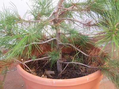 [Foto de planta, jardin, jardineria]