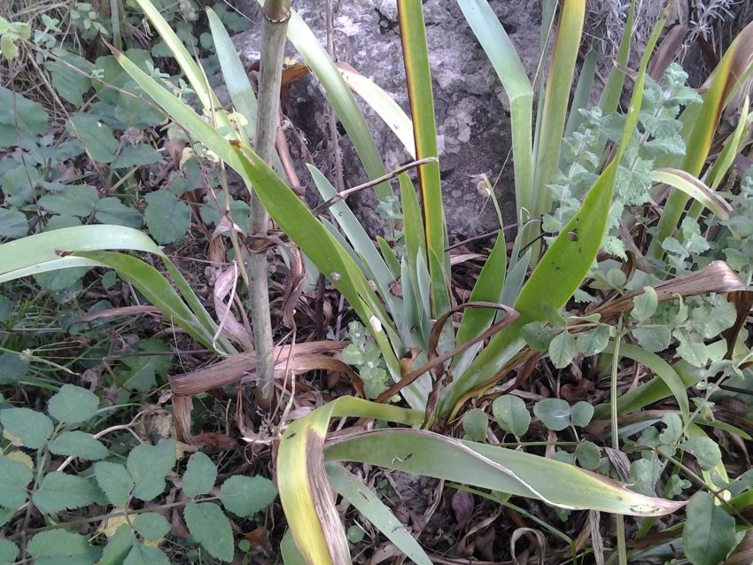 [Foto de planta, jardin, jardineria]