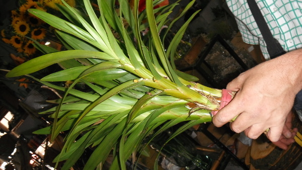 [Foto de planta, jardin, jardineria]