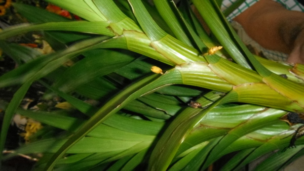 [Foto de planta, jardin, jardineria]