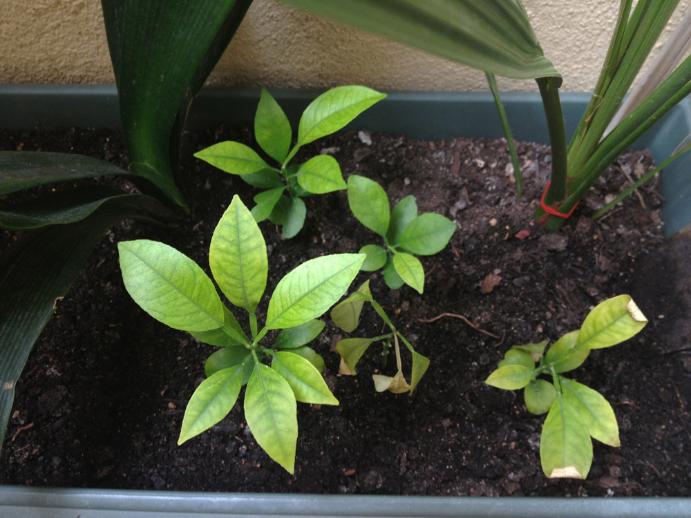 [Foto de planta, jardin, jardineria]