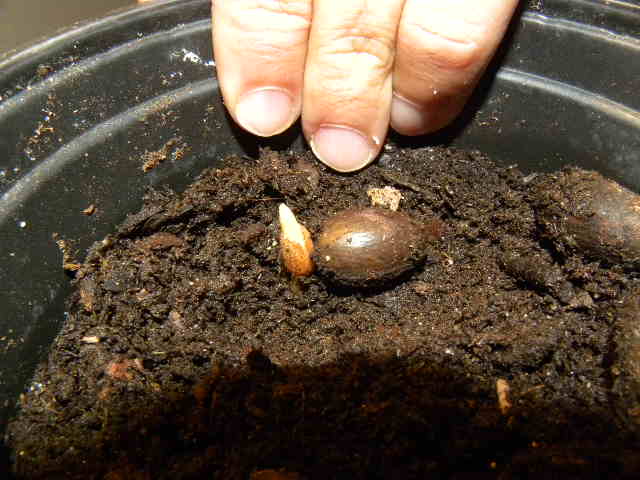 [Foto de planta, jardin, jardineria]