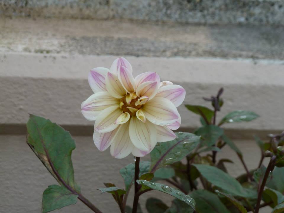 [Foto de planta, jardin, jardineria]