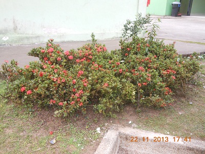 [Foto de planta, jardin, jardineria]