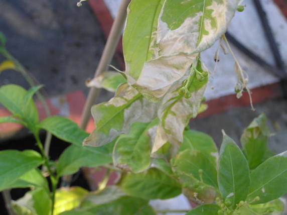 [Foto de planta, jardin, jardineria]