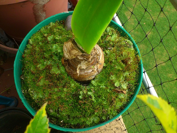 [Foto de planta, jardin, jardineria]