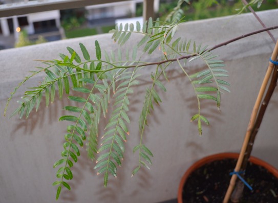 [Foto de planta, jardin, jardineria]
