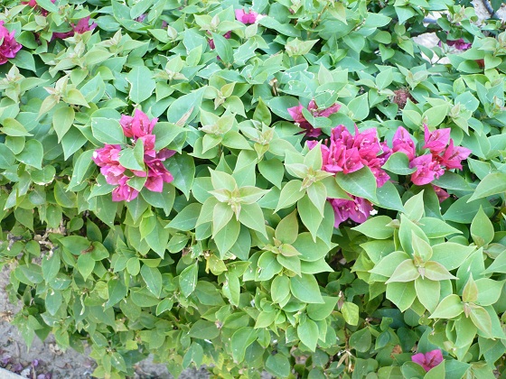 [Foto de planta, jardin, jardineria]