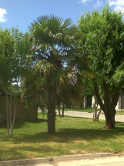 [Foto de planta, jardin, jardineria]