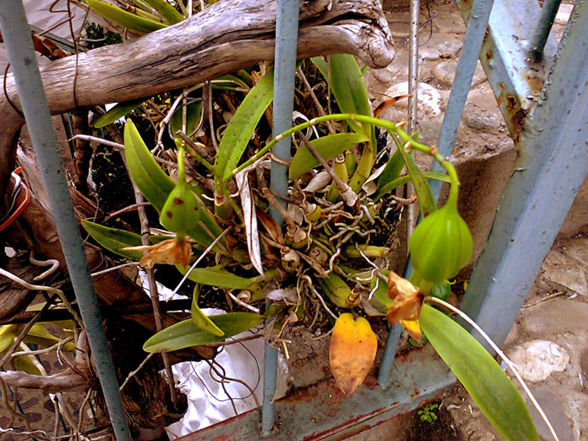 [Foto de planta, jardin, jardineria]