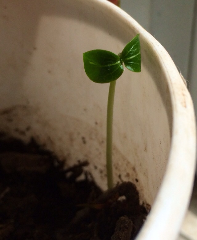 [Foto de planta, jardin, jardineria]