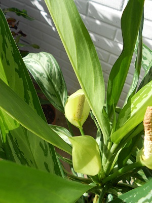 [Foto de planta, jardin, jardineria]