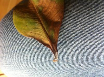[Foto de planta, jardin, jardineria]