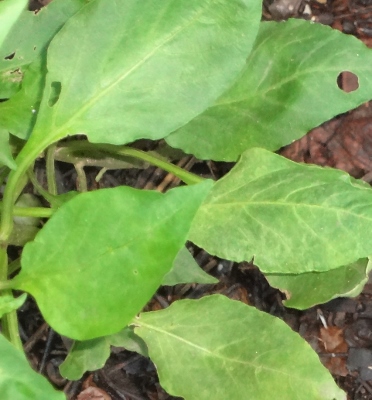 [Foto de planta, jardin, jardineria]