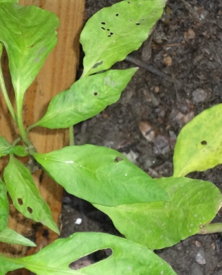 [Foto de planta, jardin, jardineria]