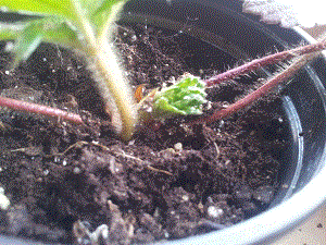 [Foto de planta, jardin, jardineria]