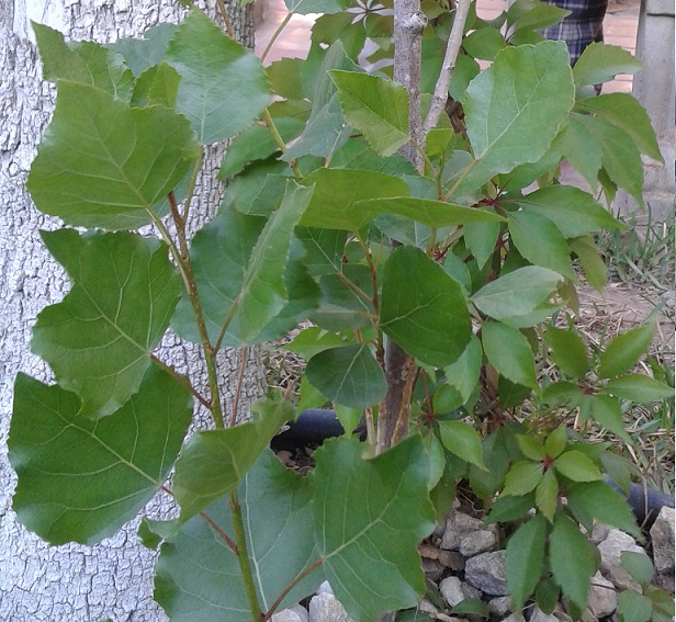 [Foto de planta, jardin, jardineria]