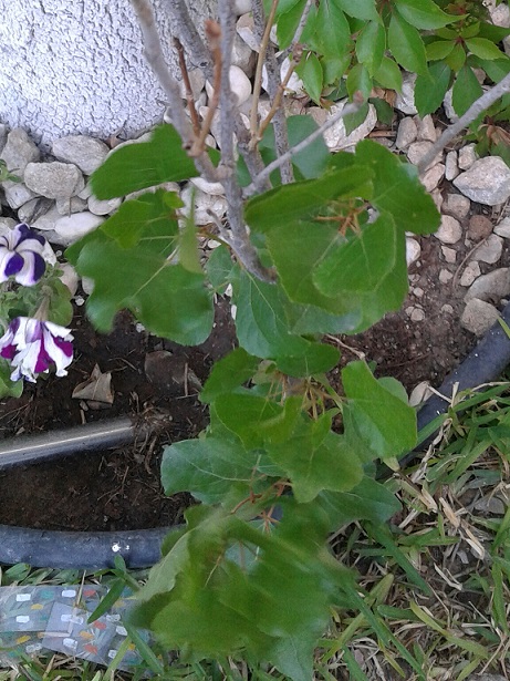 [Foto de planta, jardin, jardineria]