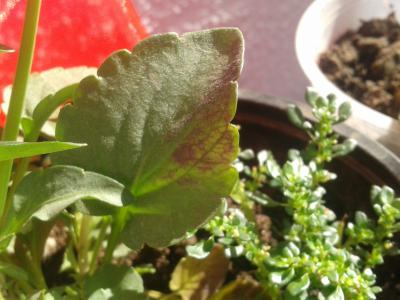 [Foto de planta, jardin, jardineria]