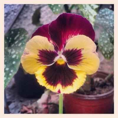 [Foto de planta, jardin, jardineria]