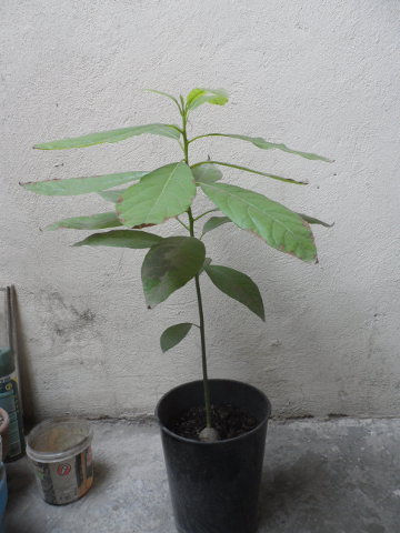 [Foto de planta, jardin, jardineria]