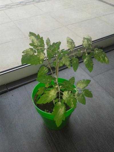 [Foto de planta, jardin, jardineria]