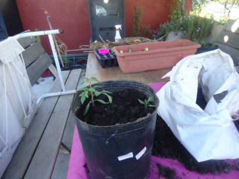 [Foto de planta, jardin, jardineria]