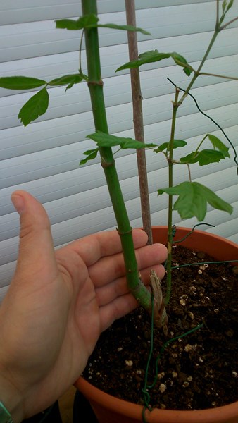 [Foto de planta, jardin, jardineria]