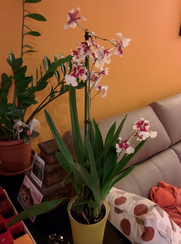 [Foto de planta, jardin, jardineria]