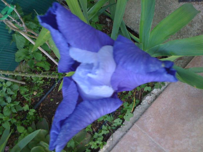 [Foto de planta, jardin, jardineria]