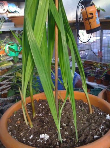 [Foto de planta, jardin, jardineria]