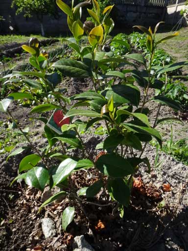 [Foto de planta, jardin, jardineria]