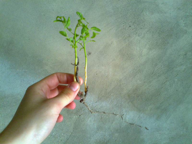 [Foto de planta, jardin, jardineria]