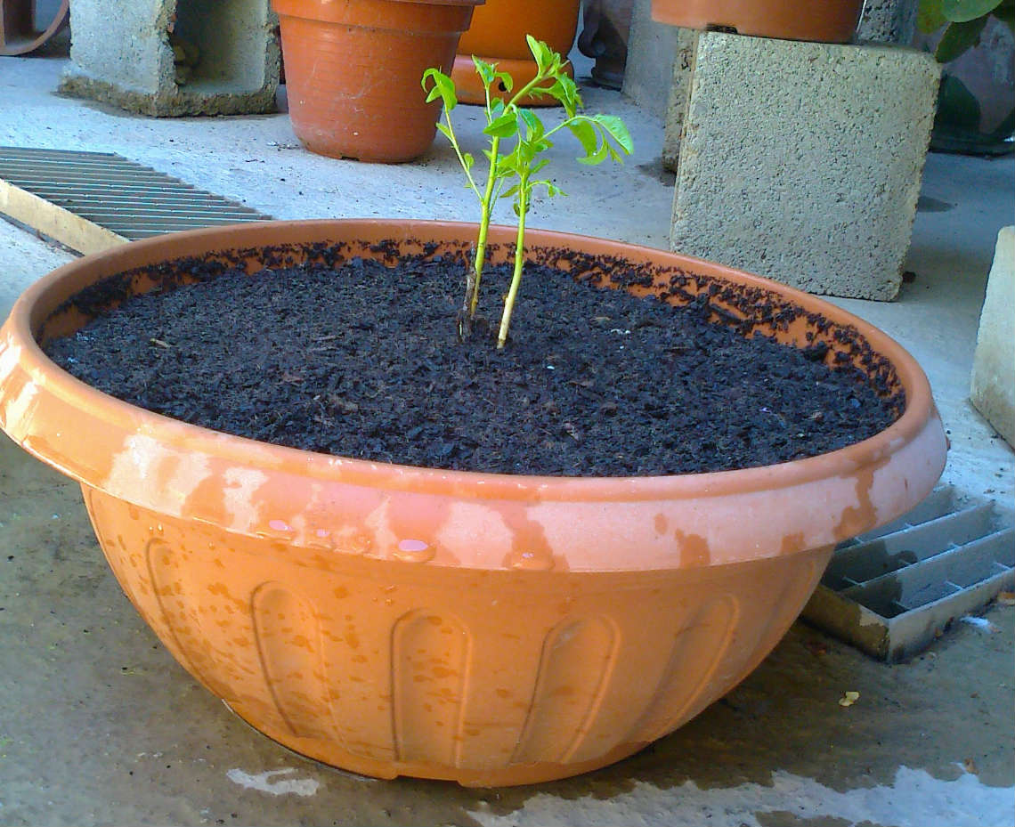 [Foto de planta, jardin, jardineria]