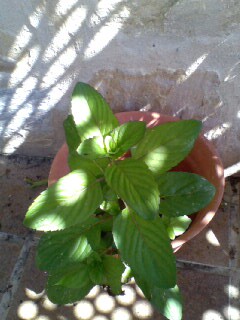 [Foto de planta, jardin, jardineria]