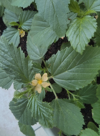 [Foto de planta, jardin, jardineria]