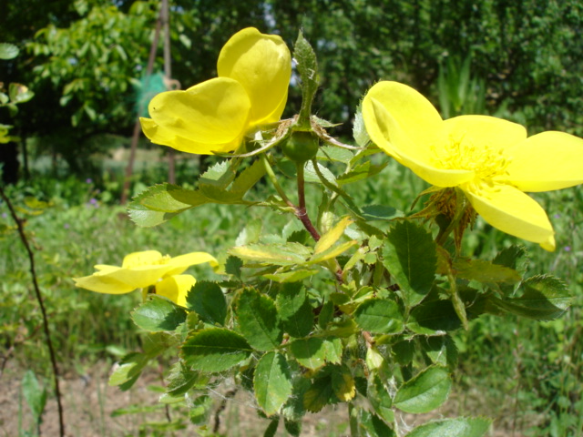 [Foto de planta, jardin, jardineria]