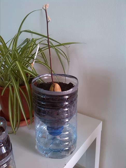 [Foto de planta, jardin, jardineria]