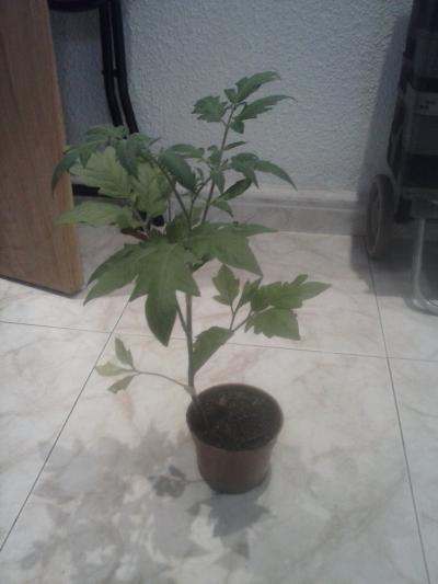 [Foto de planta, jardin, jardineria]