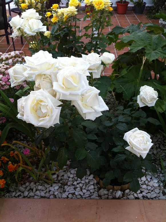 [Foto de planta, jardin, jardineria]