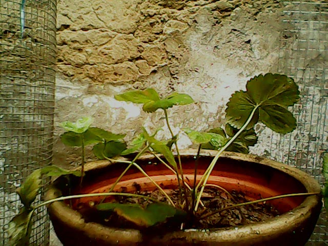 [Foto de planta, jardin, jardineria]