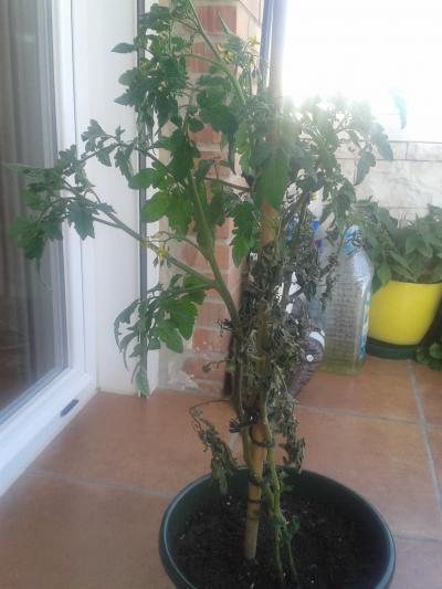[Foto de planta, jardin, jardineria]