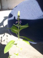 [Foto de planta, jardin, jardineria]